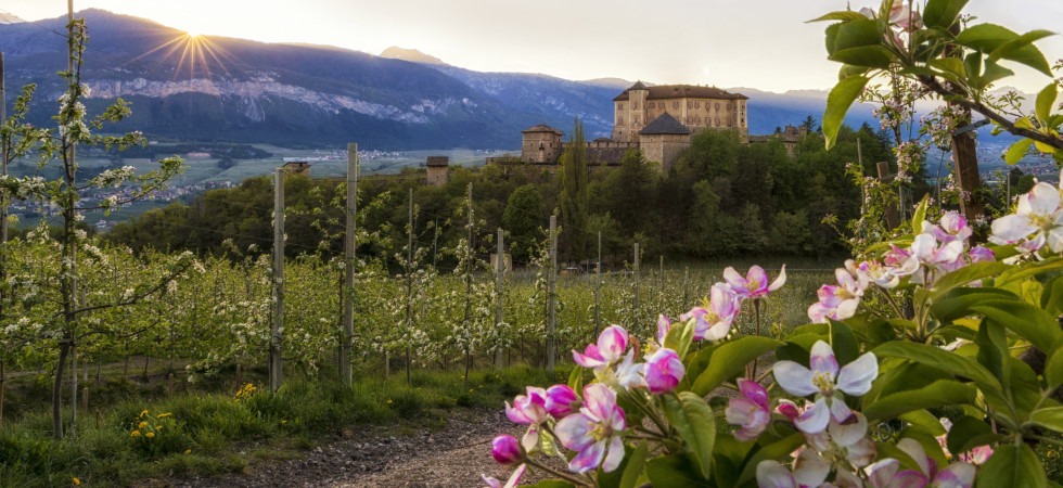 Una webcam per osservare in diretta l’evoluzione della fioritura dei meleti della Val di Non